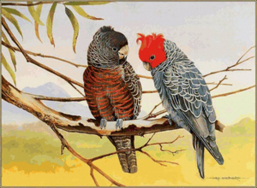 попугаи на ветке - попугаи - предпросмотр