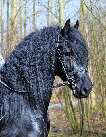 №80160 - искусство, животные, картина, лошадь, живопись, природа - оригинал