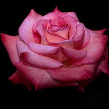 Krasnaja rosa