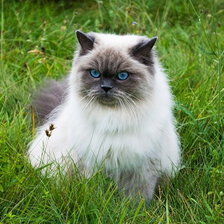 Схема вышивки «Мисс Серьёзность...»