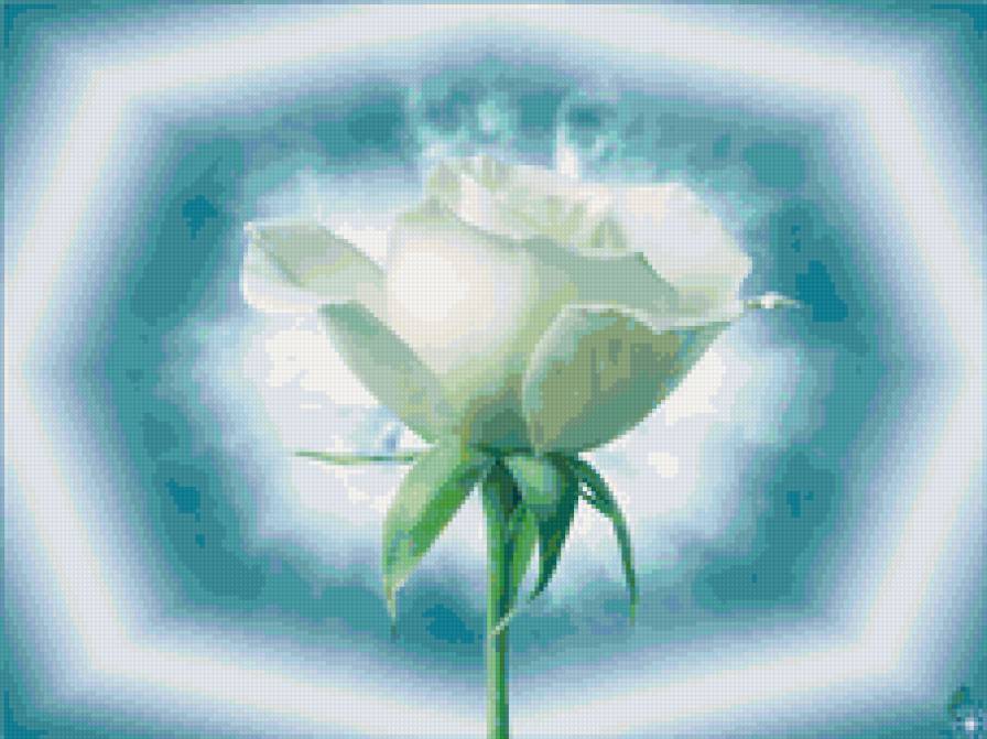 Belaja rosa - zweti - предпросмотр