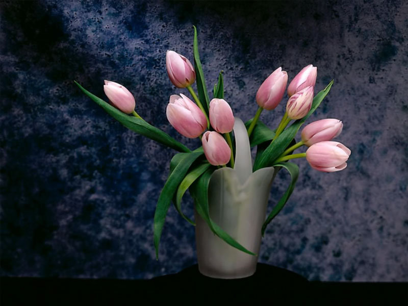 Rosowie tjulpani - zweti - оригинал