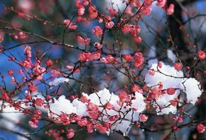 Весенние цветы - цветы - оригинал