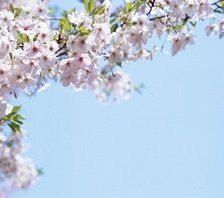 Весенние цветочки