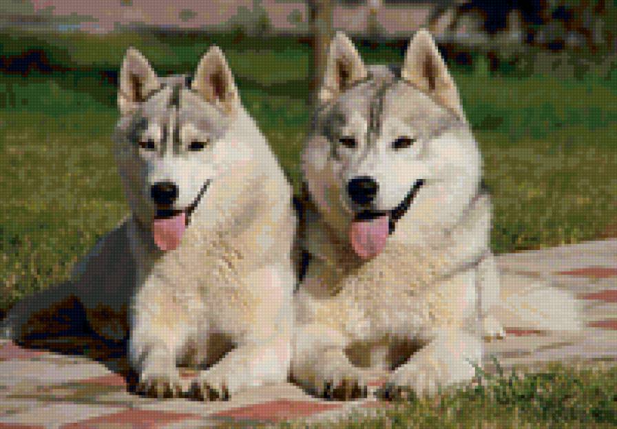 ХАСКИ - хаски - предпросмотр