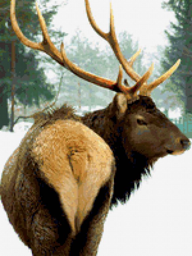 Олень - олень - предпросмотр