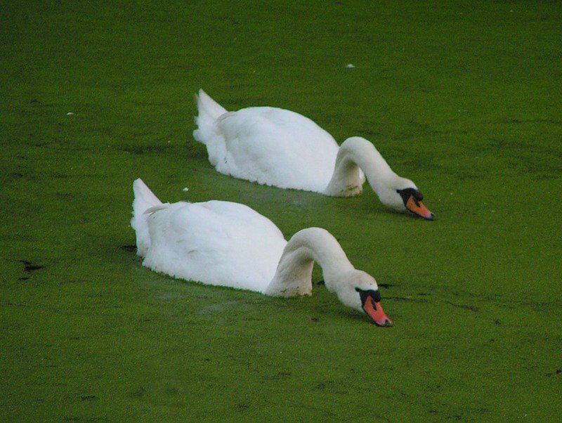 Лебеди - лебеди - оригинал