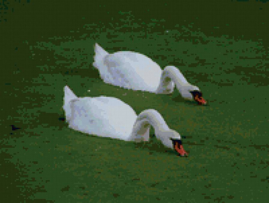 Лебеди - лебеди - предпросмотр