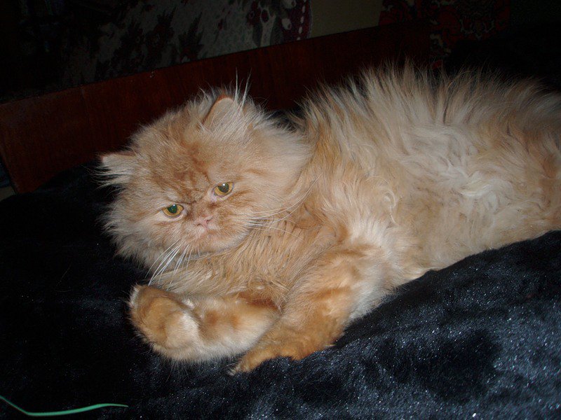 Рыжык - кот - оригинал