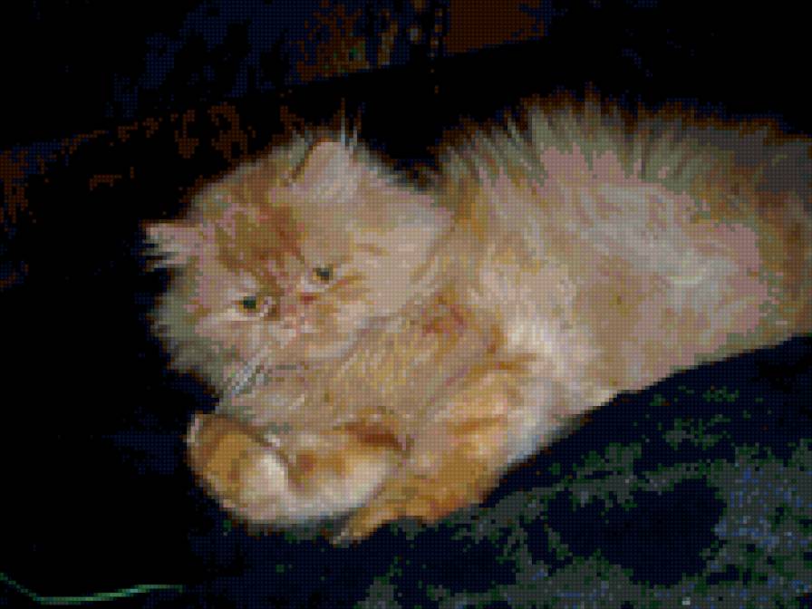 Рыжык - кот - предпросмотр