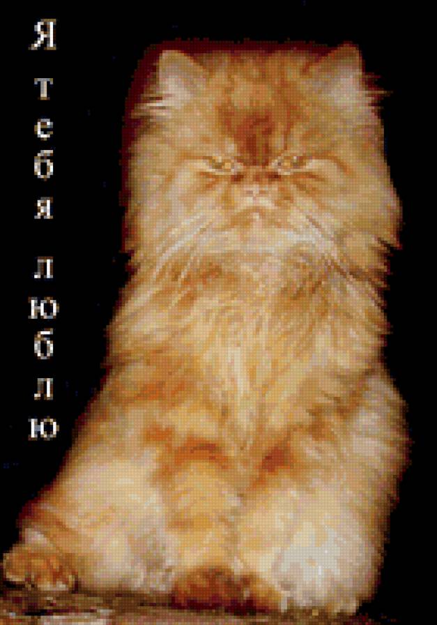 Рыжый кот - рыжый кот - предпросмотр