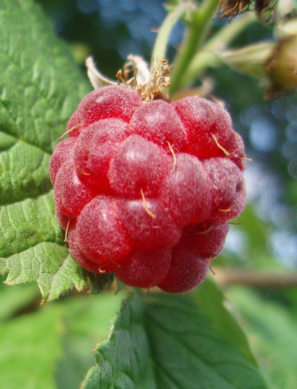 Малинка - малинка - оригинал