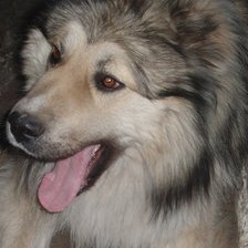 Схема вышивки «Кавказец»