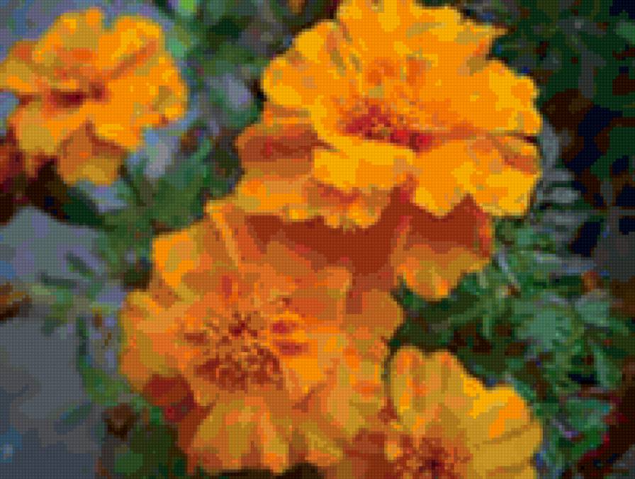 Чорнобривці - чорнобривці, квіти - предпросмотр