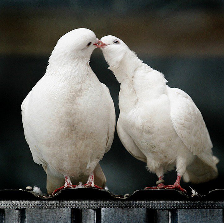 №80580 - оригинал