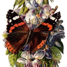 Оригинал схемы вышивки «бабочка» (№80597)