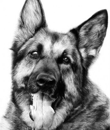 черно-белое - животные, овчарка, собака, щенок - оригинал