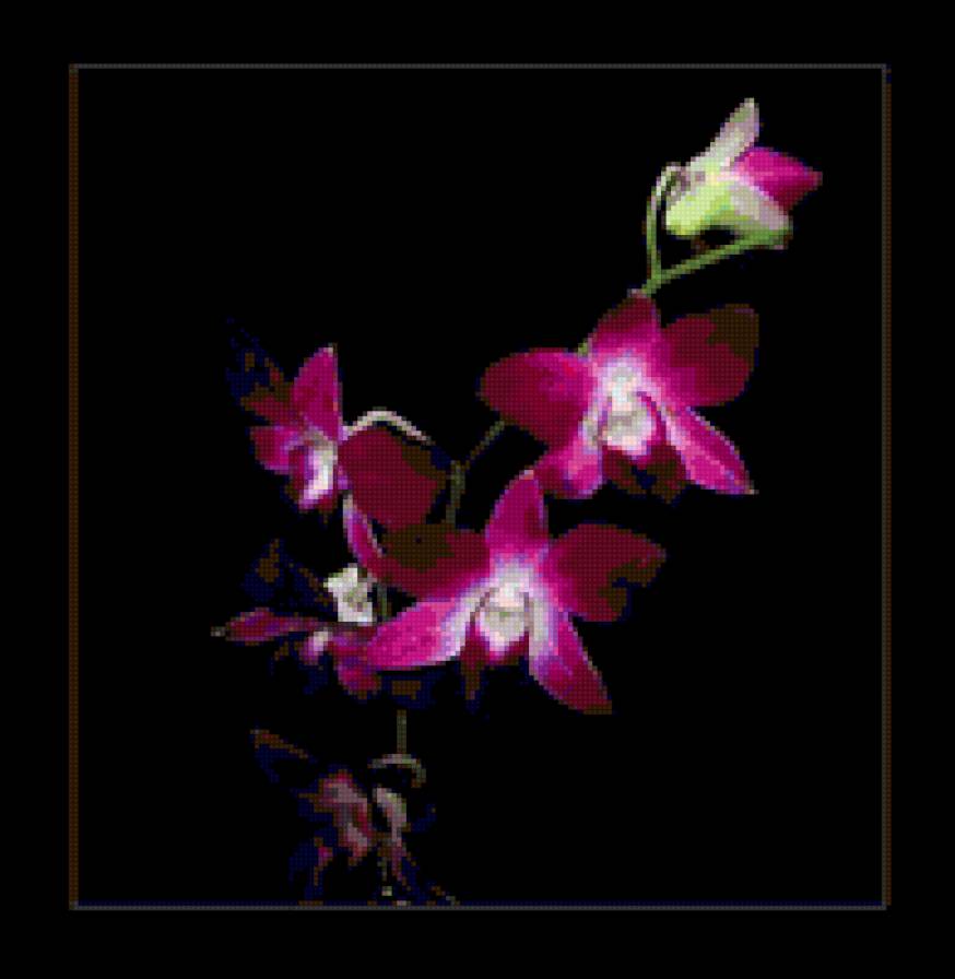 орхидея - цветы - предпросмотр