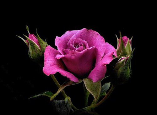 №80695 - цветы, на черном, розы - оригинал