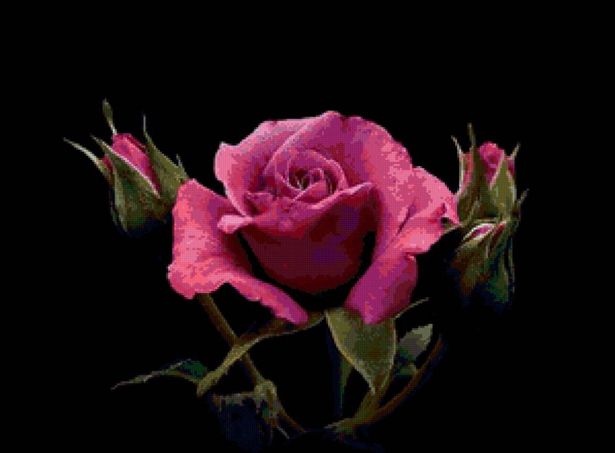№80695 - розы, цветы, на черном - предпросмотр