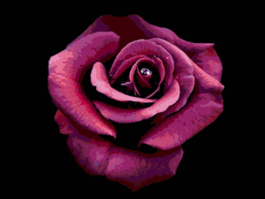 №80703 - цветы, розы, роза, на черном, цветок - предпросмотр