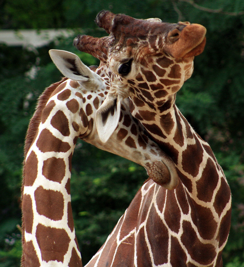 жираф - мамина любовь, жираф, нежность - оригинал