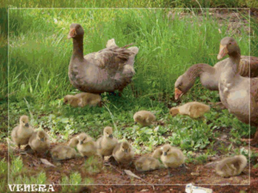 Гуси - гуси - предпросмотр