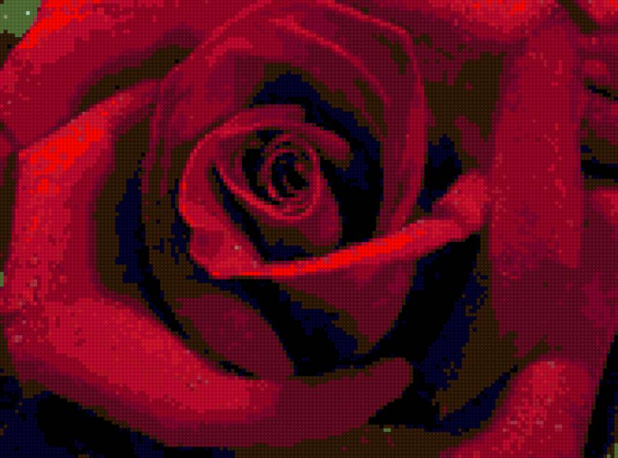 роза 4 - предпросмотр