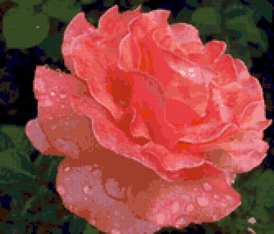 роза 5 - предпросмотр