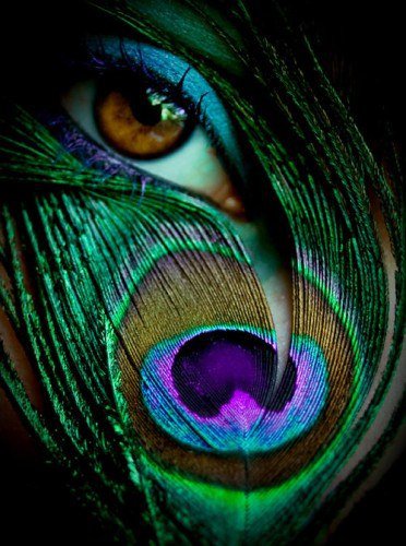 глаз - перья, зеленый, романтика, павлин, глаза - оригинал