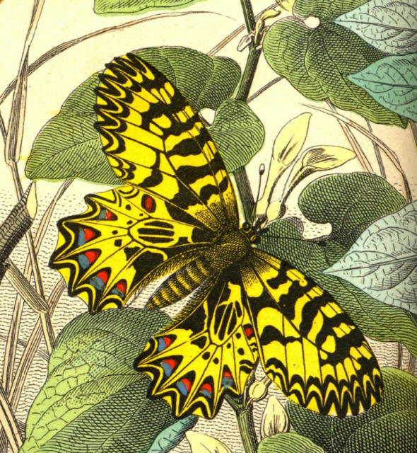 №81179 - бабочка, животные, рисунок - оригинал