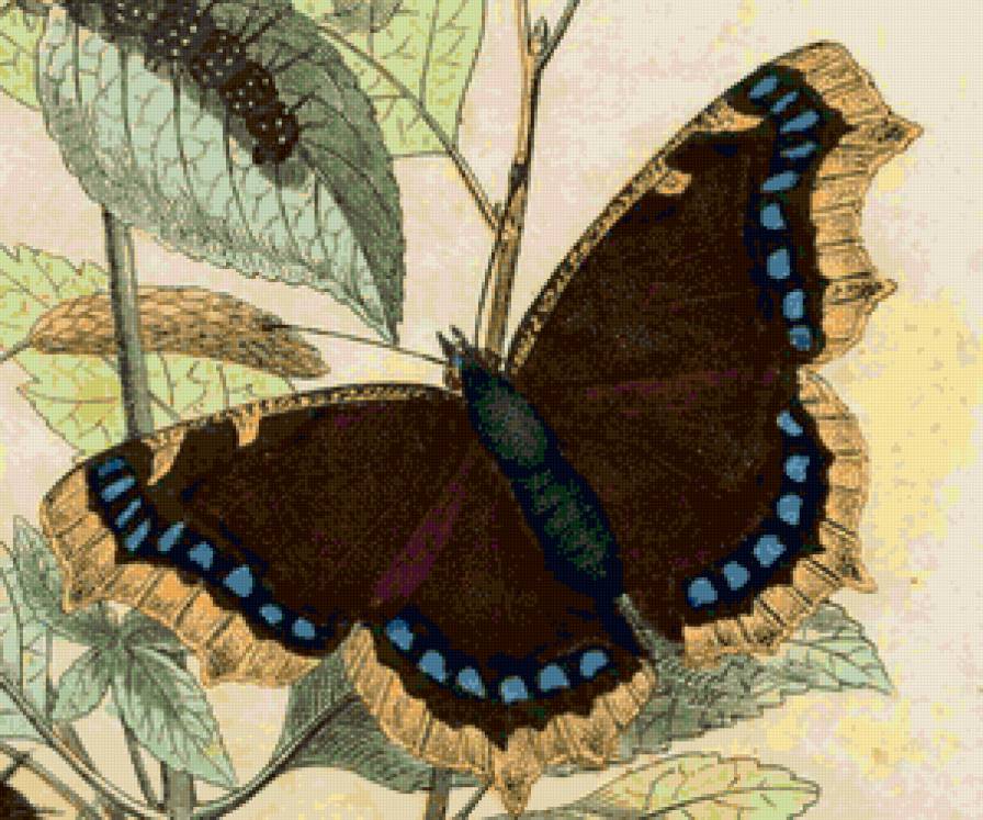 №81181 - животные, бабочка, рисунок - предпросмотр