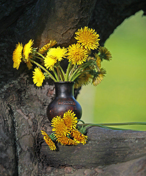 одуванчики - цветы - оригинал