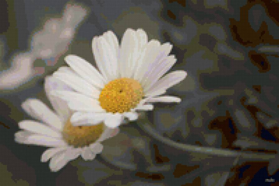 ромашки - цветы - предпросмотр