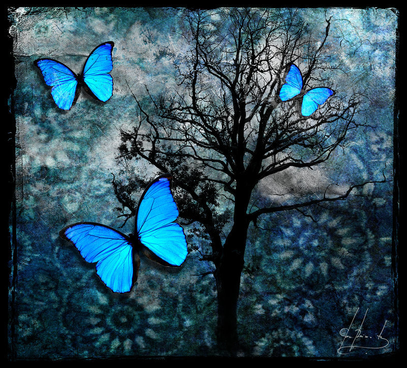 ночные бабочки - ночь.бабочки - оригинал