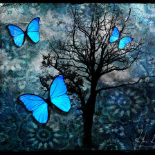 ночные бабочки