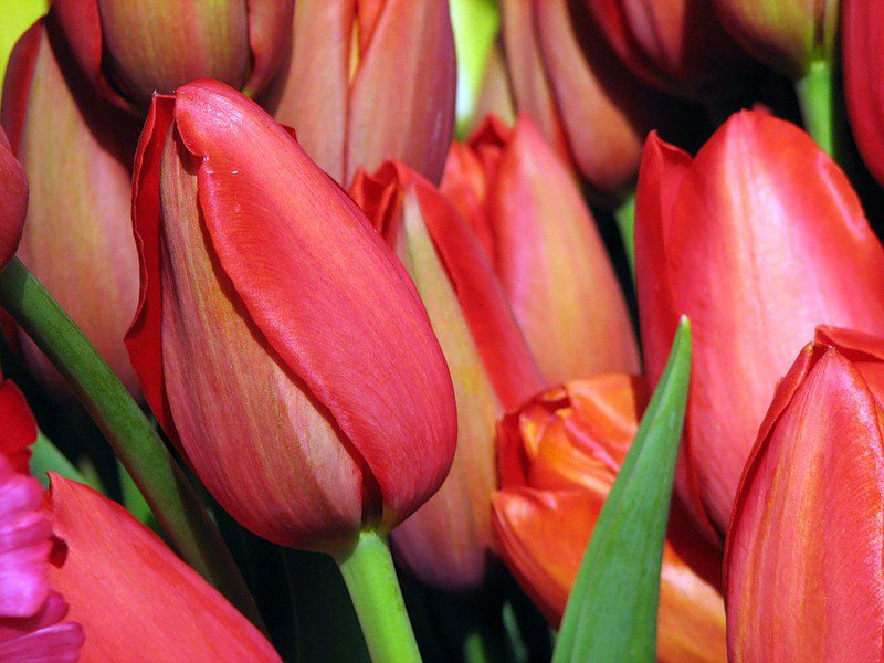 тюльпанчики - тюльпаны, цветы - оригинал