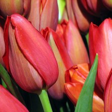 Схема вышивки «тюльпанчики»