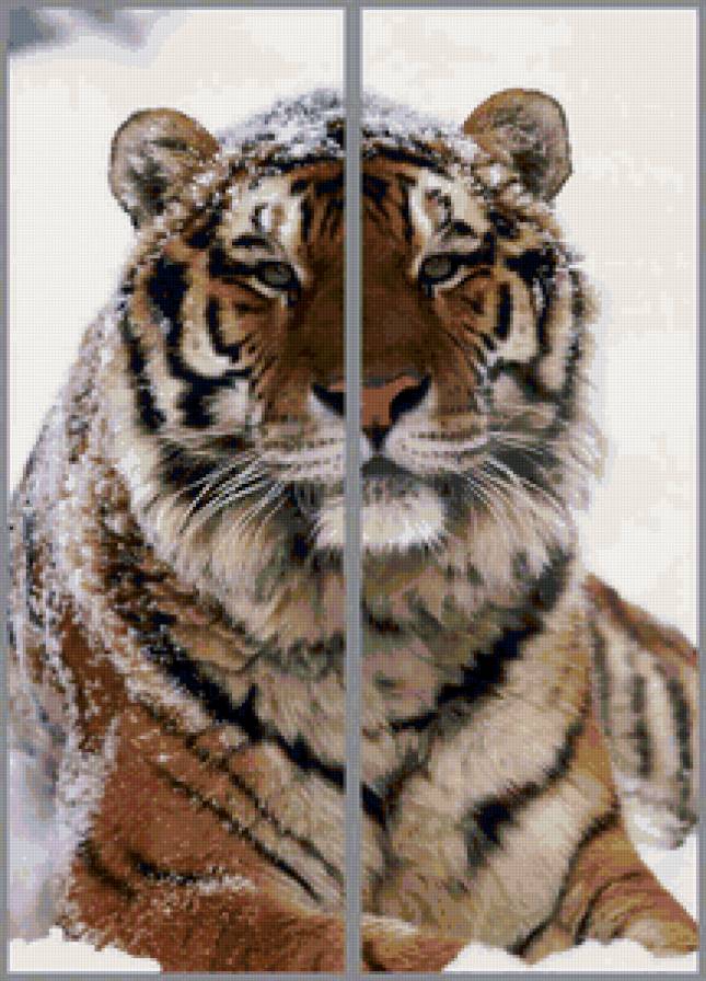 Тигр - животные, тигры - предпросмотр