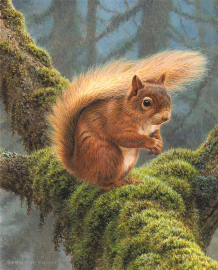 Бельчонок - белка, животные - оригинал