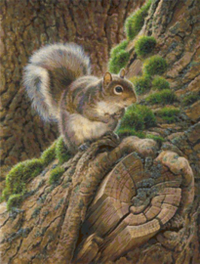 Белочка - животные, белка - предпросмотр