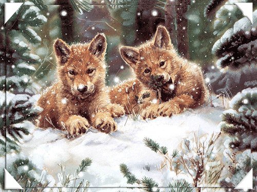 Волчата на снегу - семья, снег, зима, животные, волк, хищник - оригинал