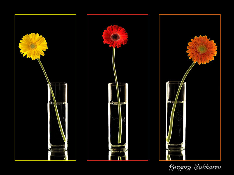 Герберы Триптих - цветы - оригинал