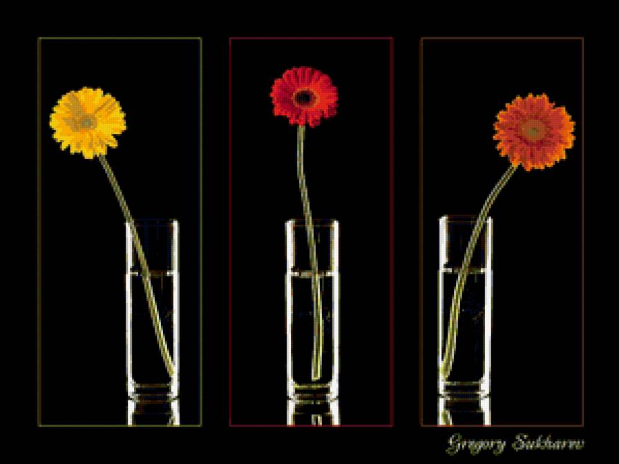 Герберы Триптих - цветы - предпросмотр