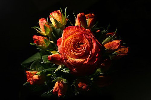 Роза на черном фоне - цветы, роза - оригинал