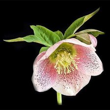 Схема вышивки «№81628»