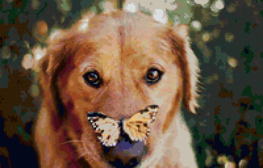 Собака и бабочка - собака, бабочка - предпросмотр