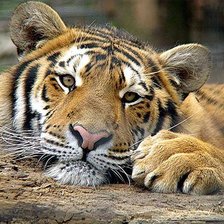 Схема вышивки «Тигр - мечтатель»