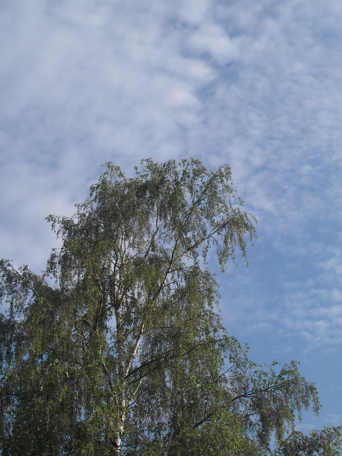 любимый край - оригинал