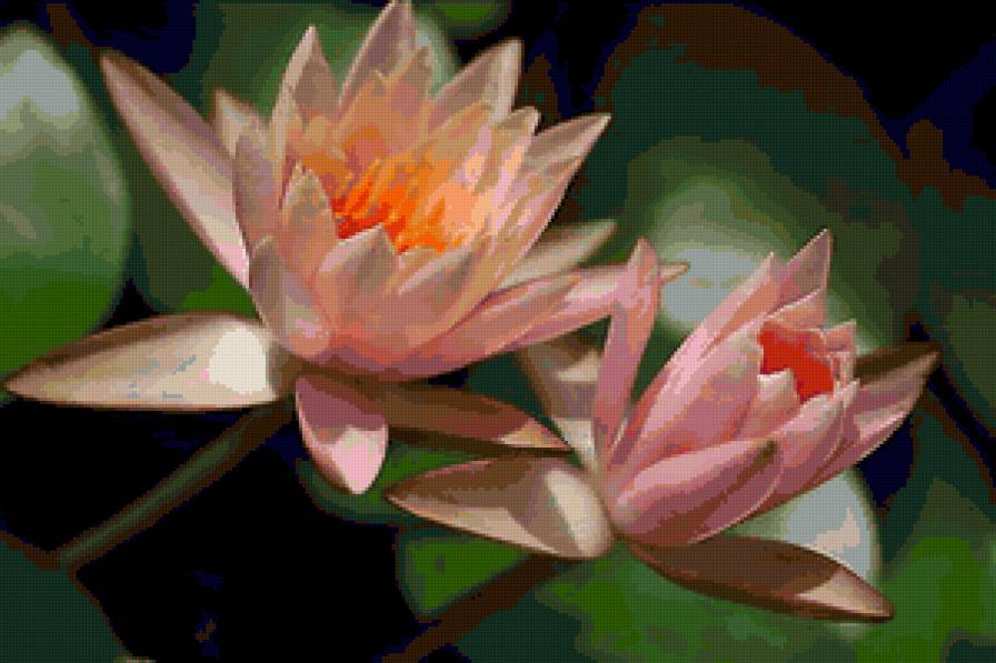 №82050 - цветы, лилии, озеро - предпросмотр